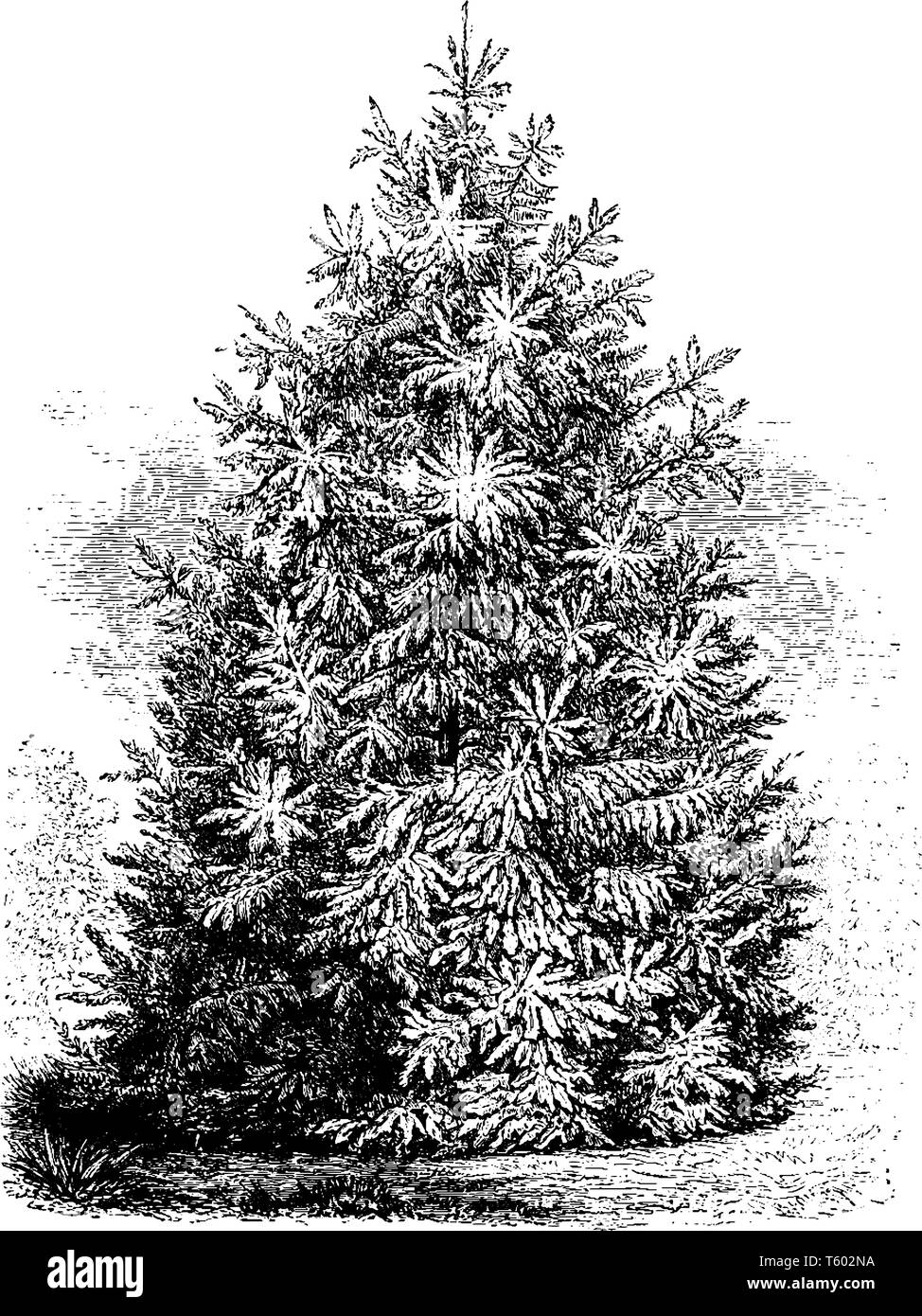 Picea Smithiana is a variety of spruce fir tree. It is grows between eighty to one hundred twenty feet tall, vintage line drawing or engraving illustr Stock Vector