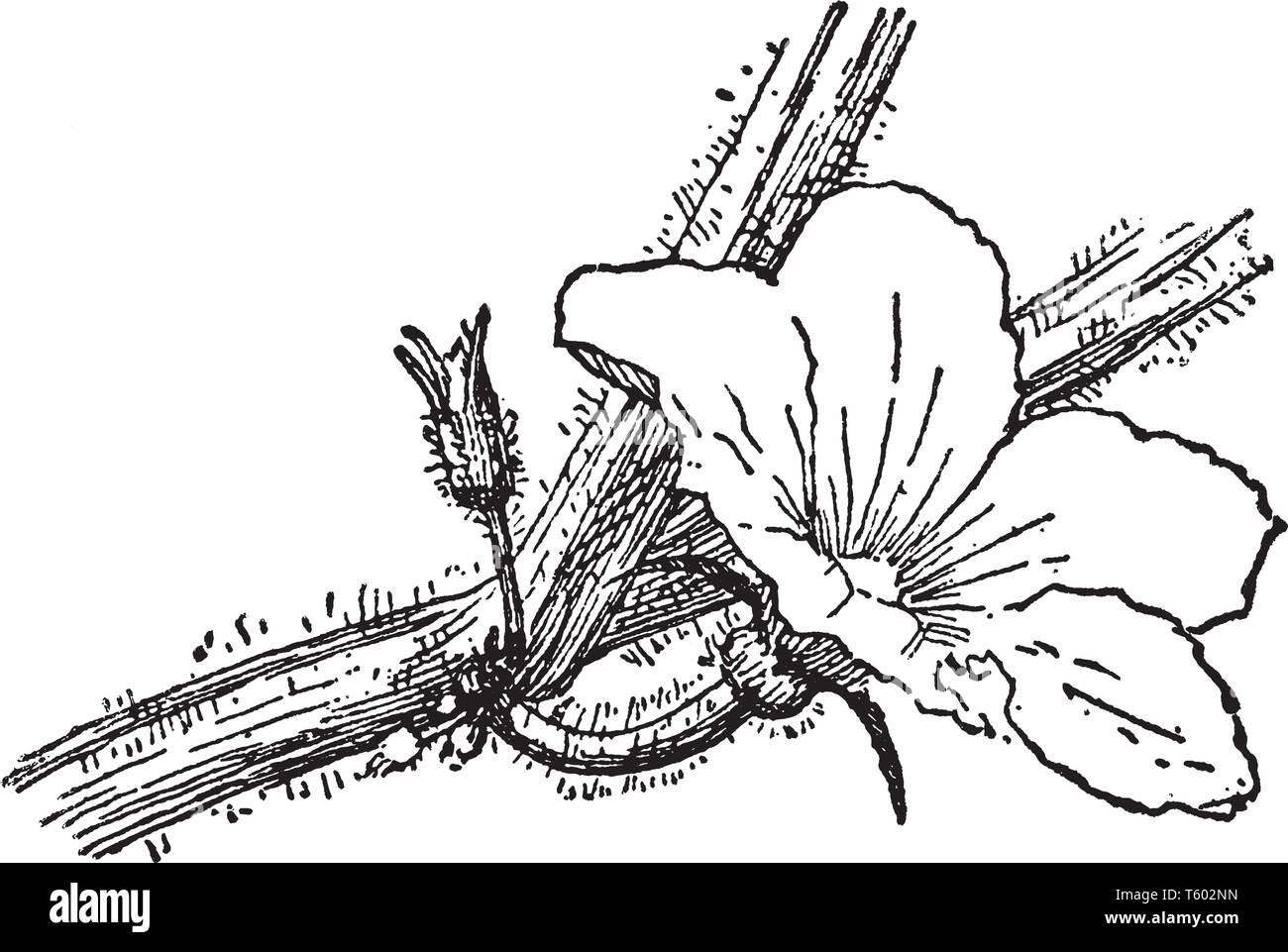 Picture of flower blossomed on the vine of Cucumis Melo, vintage line drawing or engraving illustration. Stock Vector