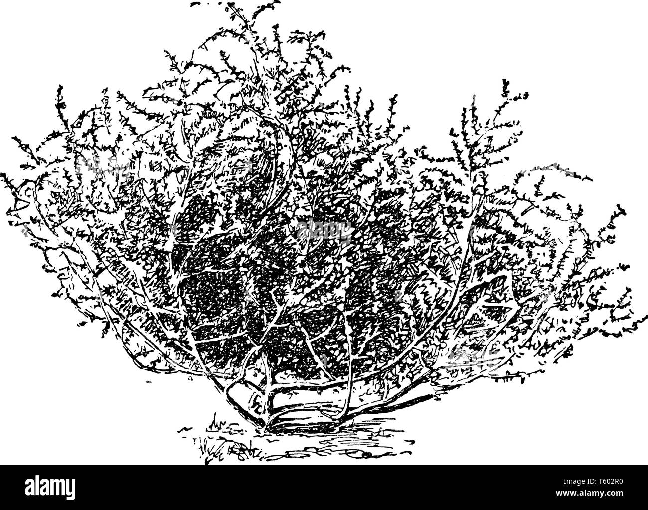 Late summer Stock Vector Images - Alamy