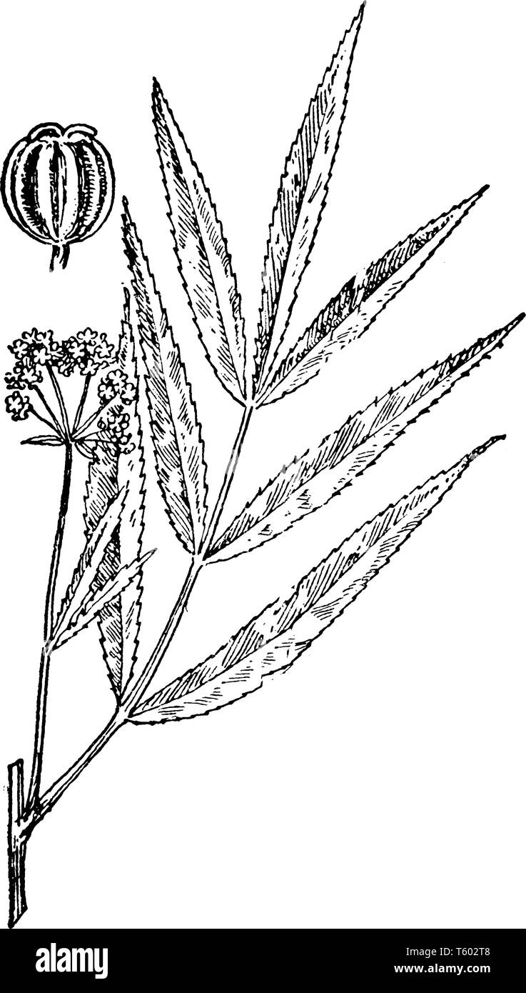 A picture showing a water parsnip. This is from Apiaceae family with simple leaves. This plant is producing white flowers, vintage line drawing or eng Stock Vector