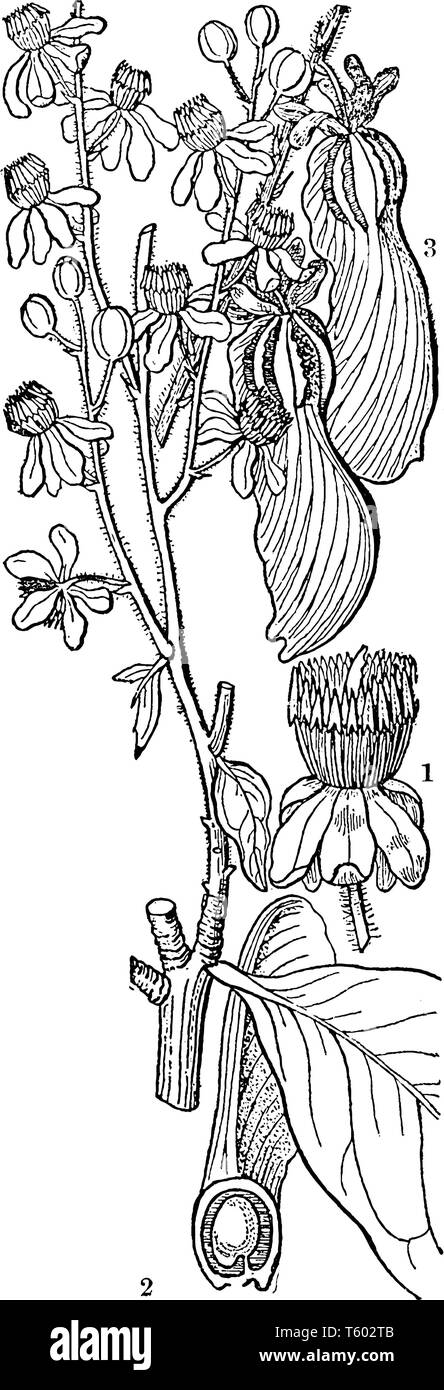 The image is showing parts of Pokeweed plant. A flower, bud, samaras and perpendicular and section of ovary, vintage line drawing or engraving illustr Stock Vector