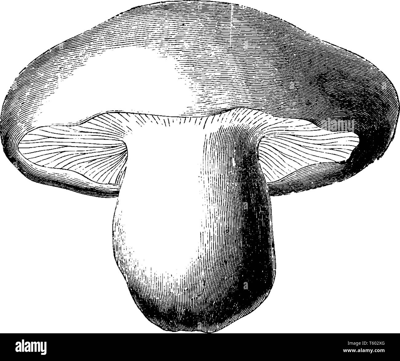 george mushroom is a sticky counterfeit and it has grooves, it is cap broad and wide, vintage line drawing or engraving illustration. Stock Vector