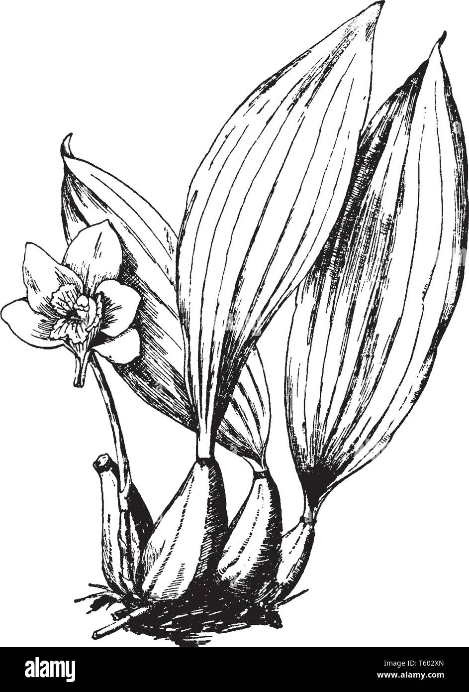 The picture, that's showing of Bifrenaria Harrisoniae, its leaves growth in individual. Flower color is purple, they 4-5 petals, vintage line drawing  Stock Vector