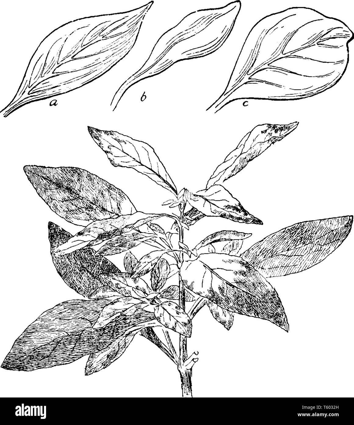 A picture shows Telanthera Amoena Plant Leaves. This Shrub belongs to the Alternanthera genus. Leaf a is wet leaf, leaf b is dry leaf and leaf c is fl Stock Vector