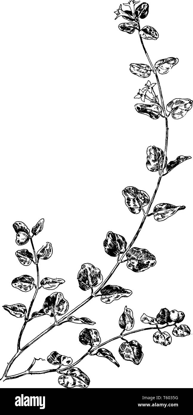 A picture showing a Partridgeberry.this is from Rubiaceae family. The flowers grow in pairs. The leaves are oval shaped and smooth, vintage line drawi Stock Vector