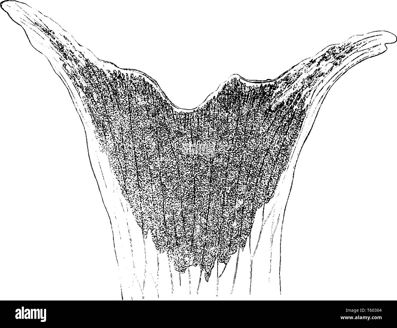 This is the image of Platycerium Aethiopicum. it is shows the upper portion of a fertile frond of a Platycerium Aethiopicum, vintage line drawing or e Stock Vector