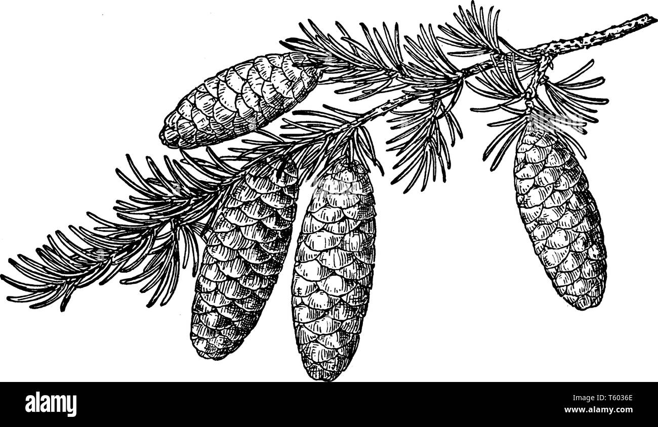 Also known as Tsuga Mertensiana. A species of hemlock native to the west coast of North America, between Alaska and California, vintage line drawing o Stock Vector