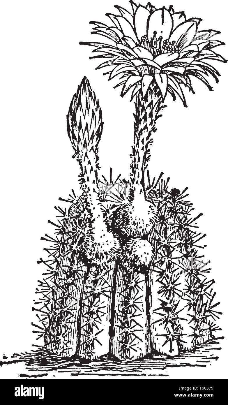 Cactus Flowers Are Usually Found Near The Tops Of The Stems And Arms Of The Cactus Vintage Line Drawing Or Engraving Illustration Stock Vector Image Art Alamy