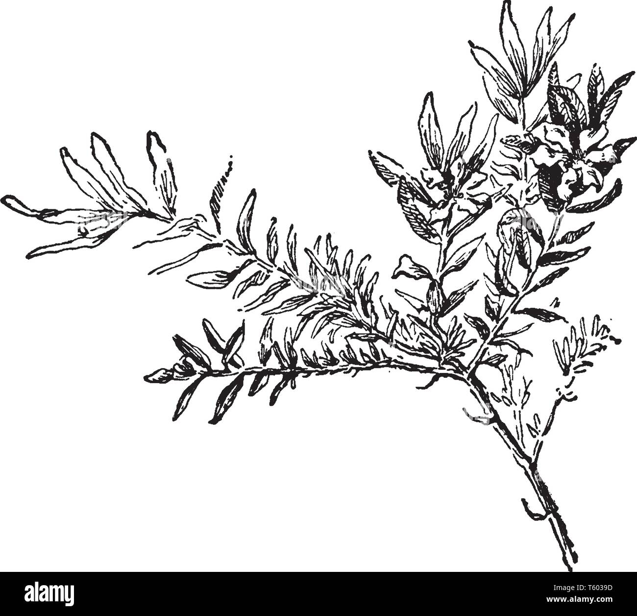 Twig of Cuphea Hyssopifolia shrub, Cuphea Hyssopifolia is a small tropical evergreen sub-shrub, vintage line drawing or engraving illustration. Stock Vector