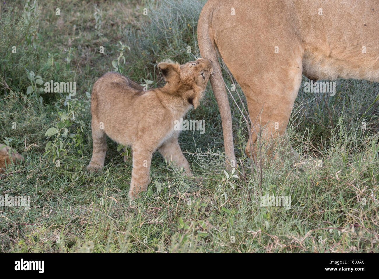Lion cub biting Mom's tail, Tanzania Stock Photo