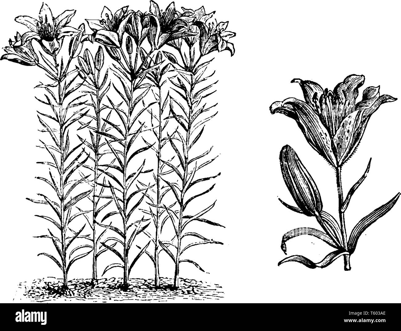 Lilium davuricum plant stem grows two and three feet high. Flowers are red in color, vintage line drawing or engraving illustration. Stock Vector
