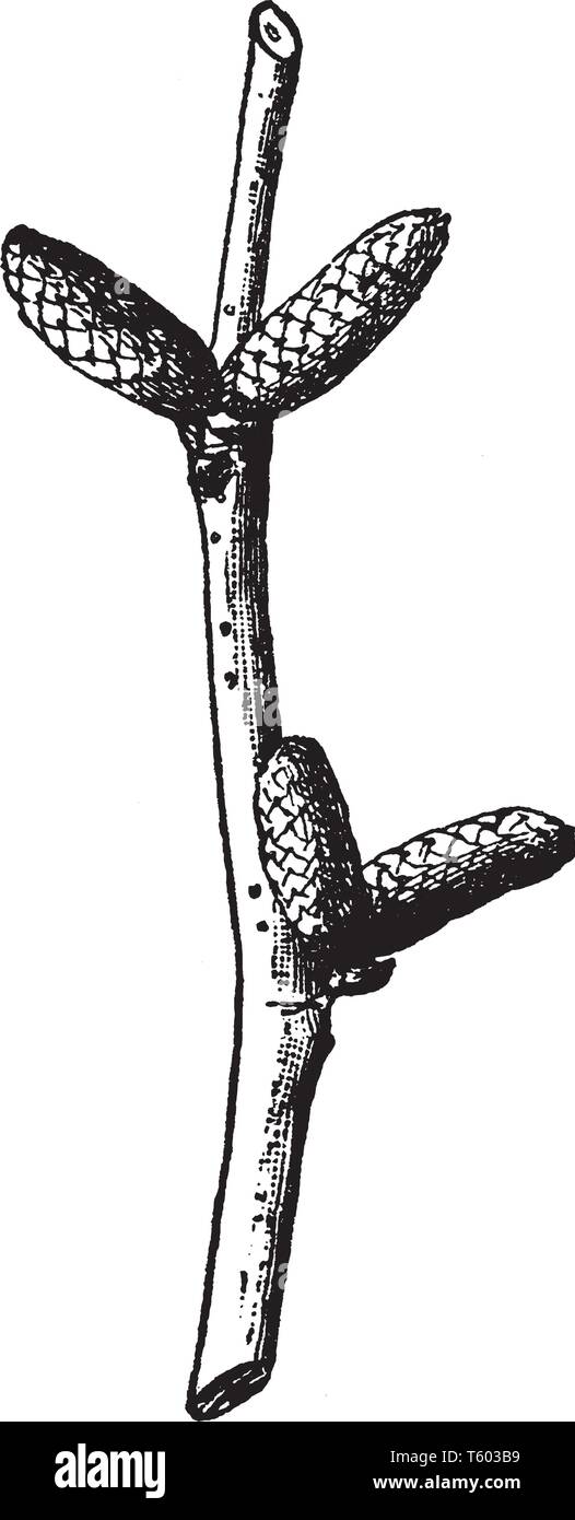 Corylus filbert Stock Vector Images Alamy