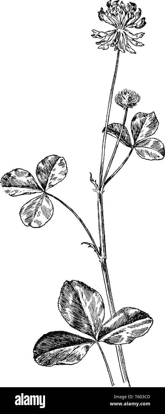 Alsike Clover is a perennial flowering plant in the pulse family. The leaves are alternate and leaves have three blunt-tipped, vintage line drawing or Stock Vector