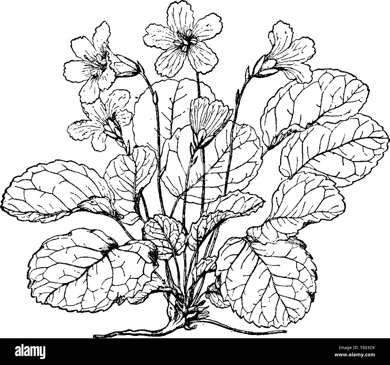 Shortia Galacifolia is also called as acony bell and it is a rare North American plant in the family Diapensiaceae found in the southern Appalachian M Stock Vector