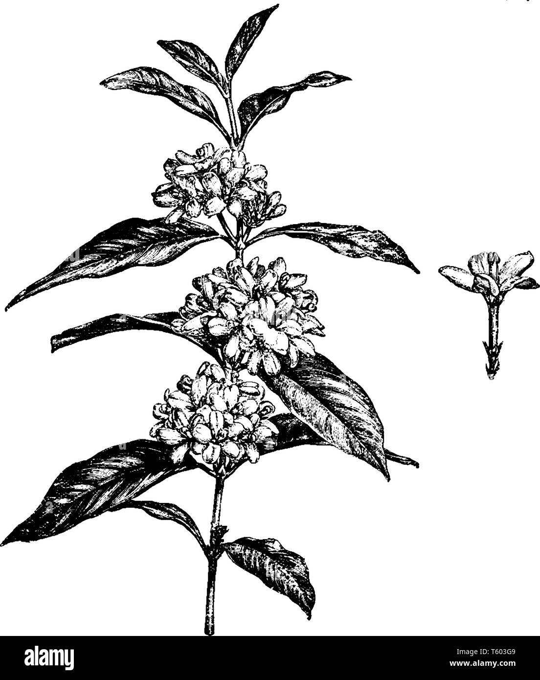 Mitrostigma Axillare is the family of Rubiaceae. Flowers of these plants are white star-shaped, bloom in spring. Leaves are opposite and simple, vinta Stock Vector