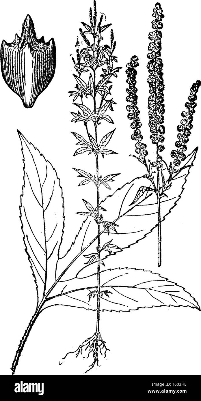 This picture is showing a ragweed. The stem is thin and long. The ...