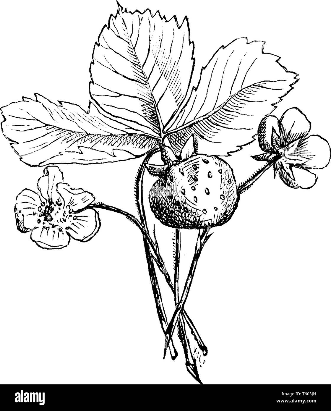 Strawberries Original Drawing Berry Plant Art Realistic - Etsy