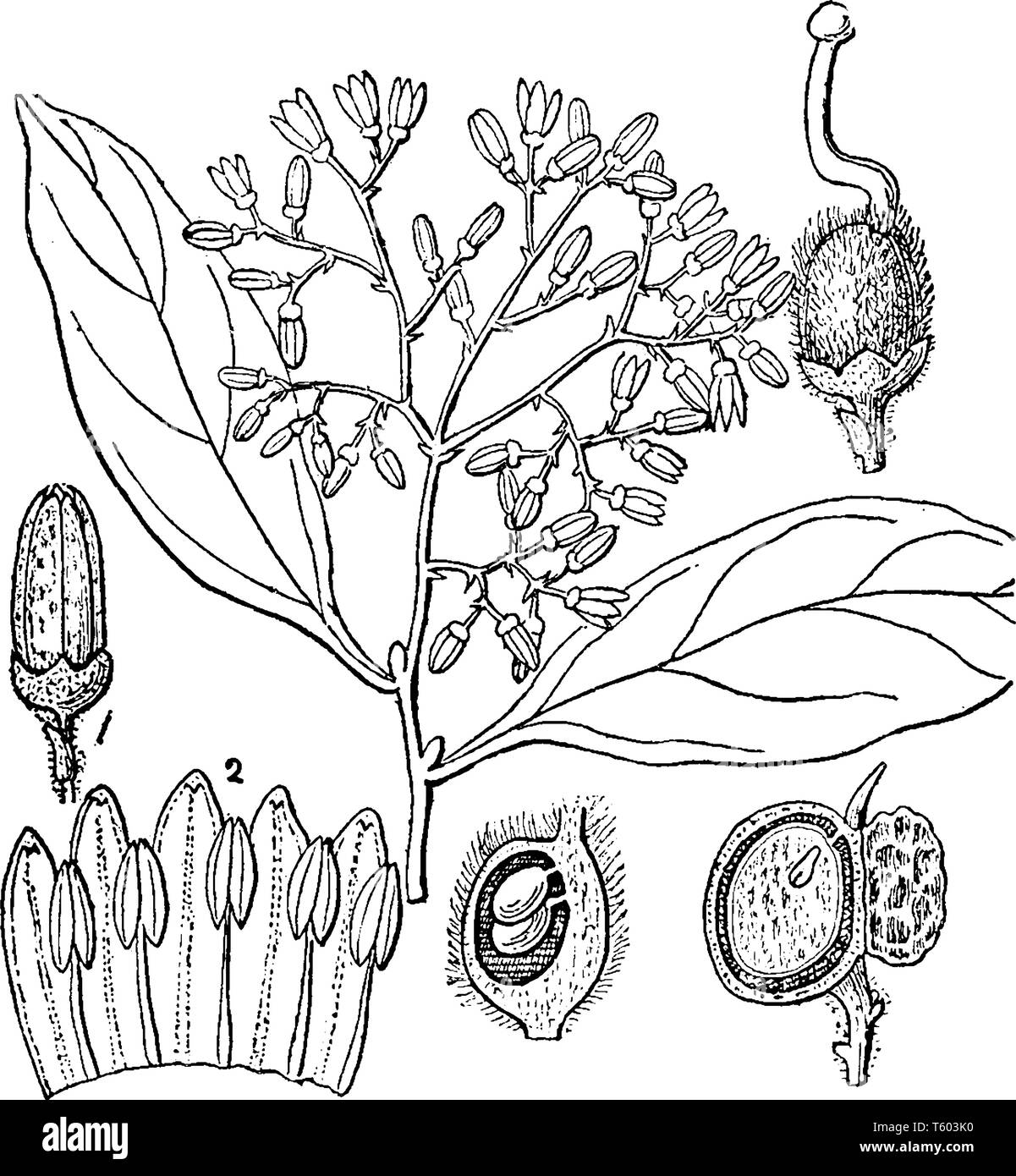 A picture is showing different parts of White-Pear plant also known as Apodytes Dimidiata. The different parts include a flower, corolla, pistil, ovar Stock Vector