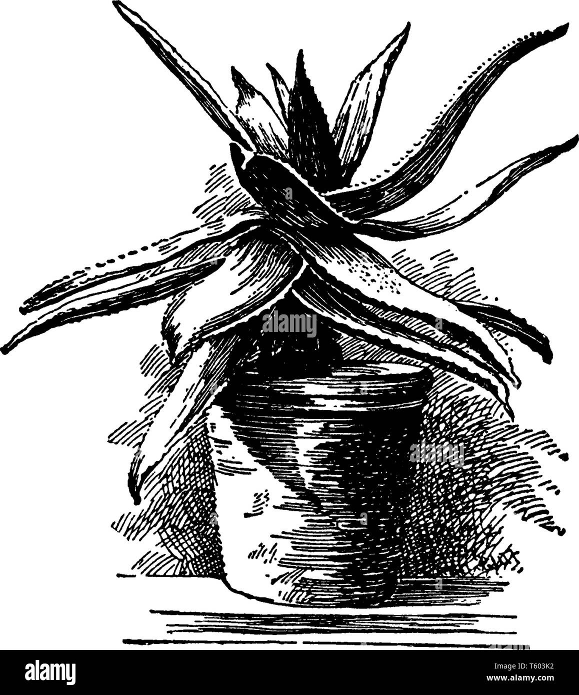This picture is showing an Aloe serrulata plnat. The leaves are thorny, long. The leaves have scattered, vintage line drawing or engraving illustratio Stock Vector