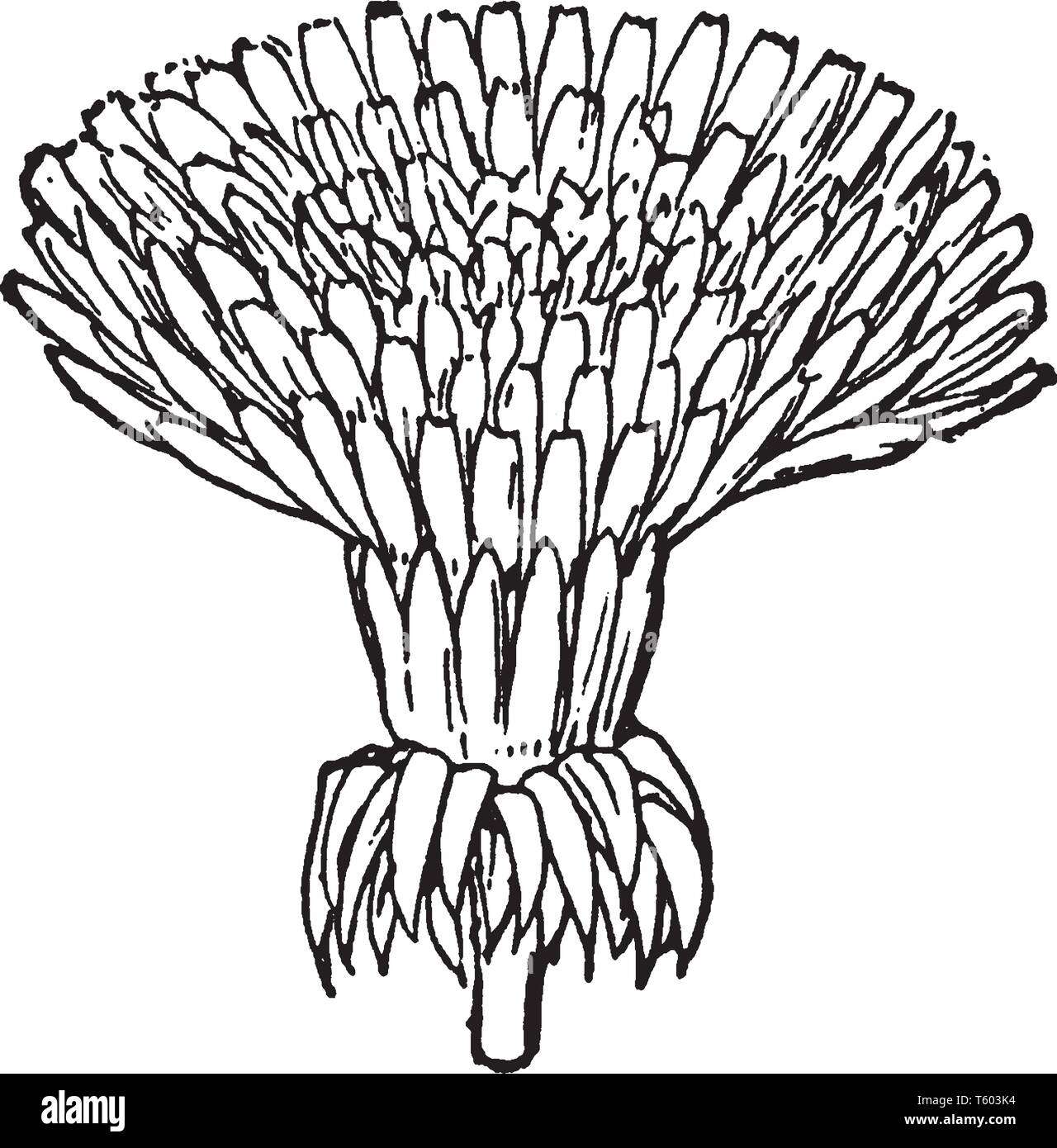 A picture is showing a Capitulum of dandelion, vintage line drawing or engraving illustration. Stock Vector