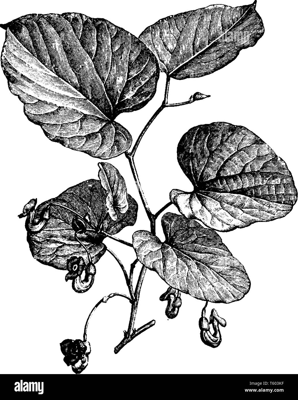 Picture shows Flowering Branch of Aristolochia Sipho Plant. Leaves are flat and have fine lines over there. It is commonly known as Birthwort or shrub Stock Vector