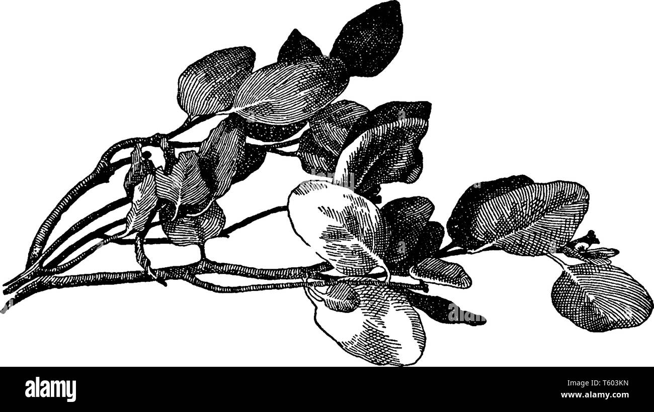 Picture shows Arctostaphylos Manzanita plant. Leaves are bright shiny green, wedge-shaped and pointed. The bark on the long, crooked branches is reddi Stock Vector