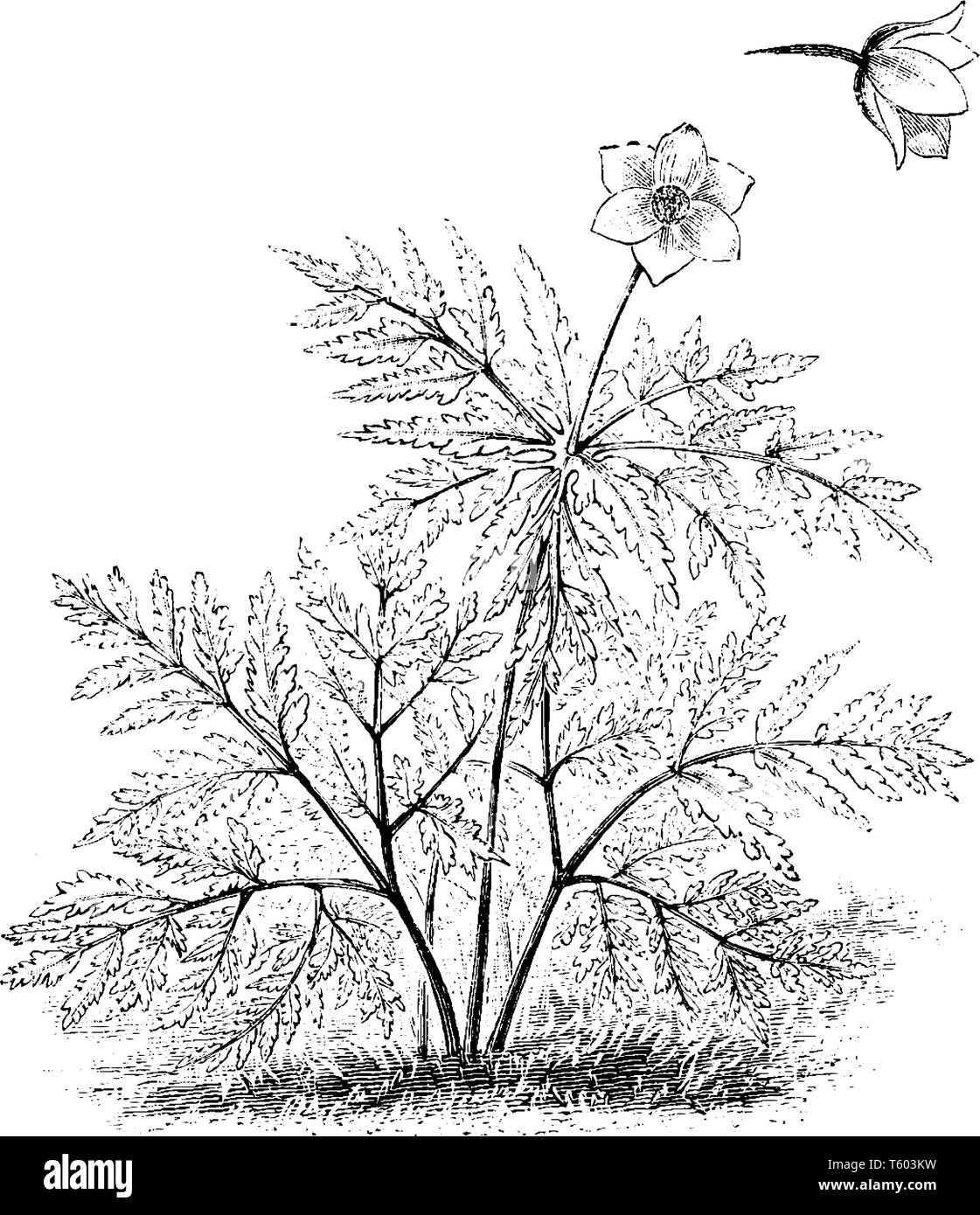 Yellow anemone flower Stock Vector Images Alamy