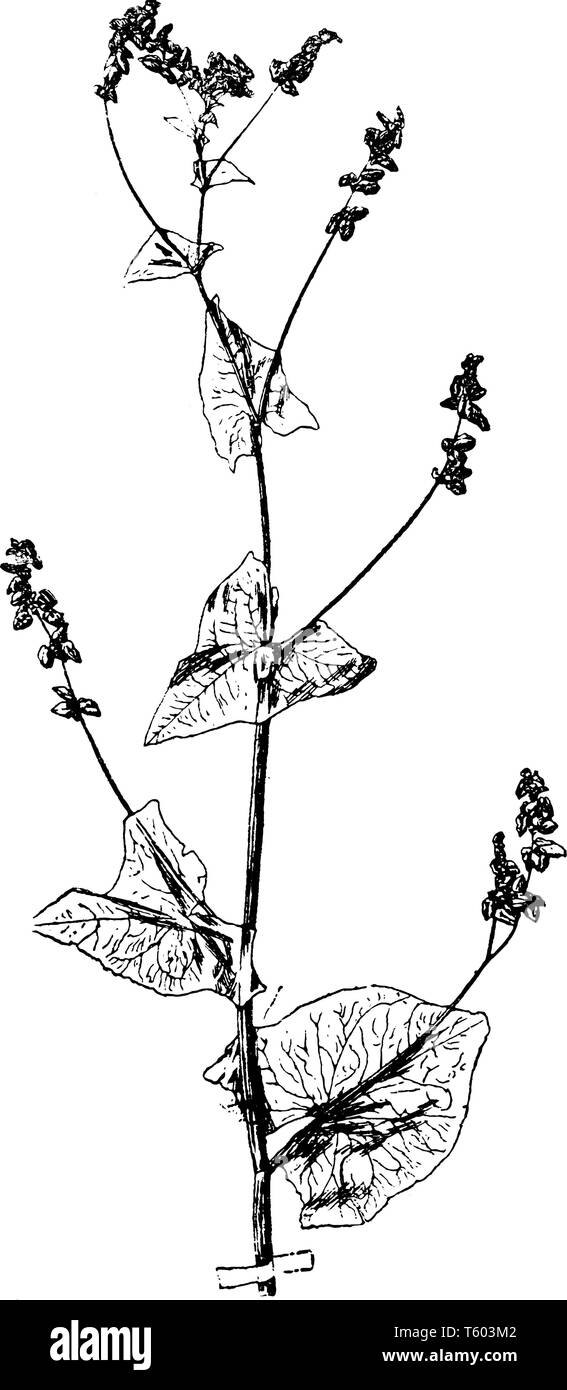 Fagopyrum Tataricum is species in Polygonaceae family. Arrow shaped leaves arranged on stem node and branches are alternate. Flowers arising on stem e Stock Vector