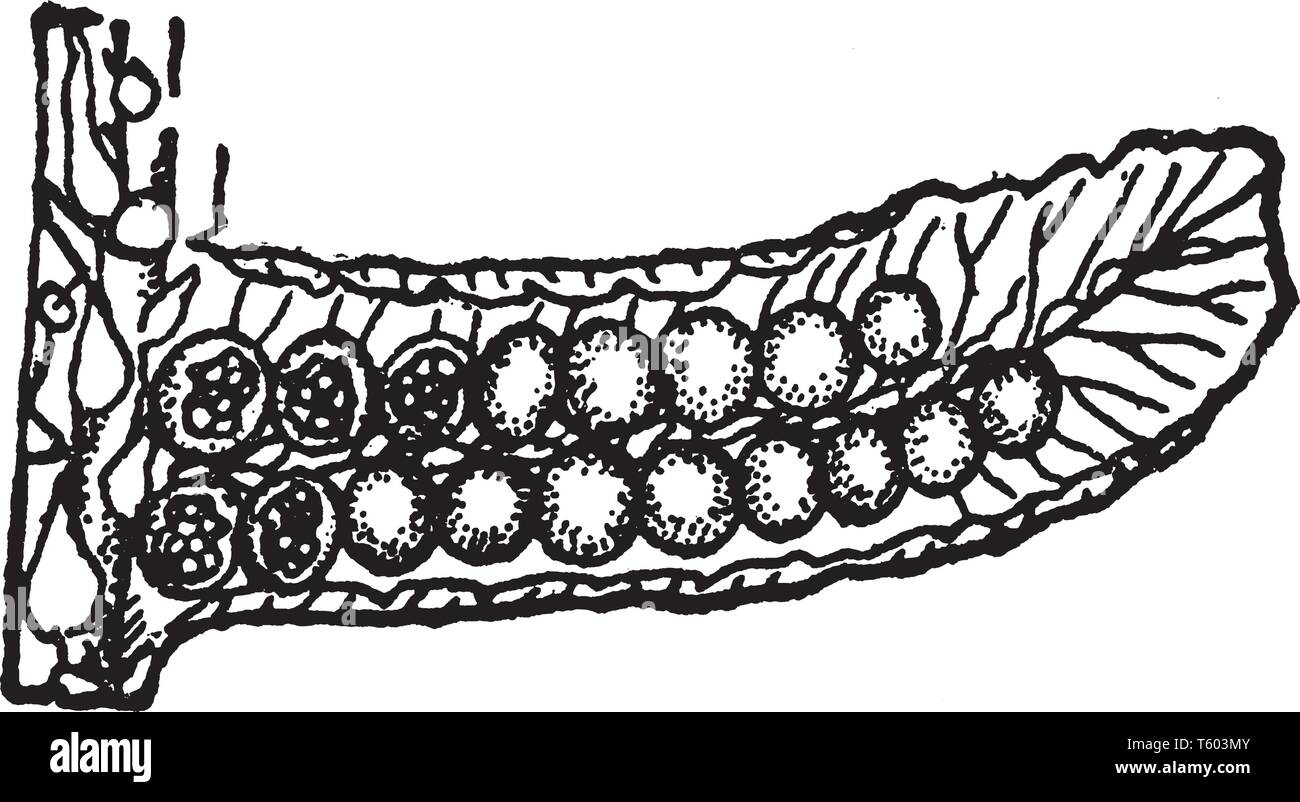 A picture showing a fructification pinnacle of cyathea meridensis, vintage line drawing or engraving illustration. Stock Vector