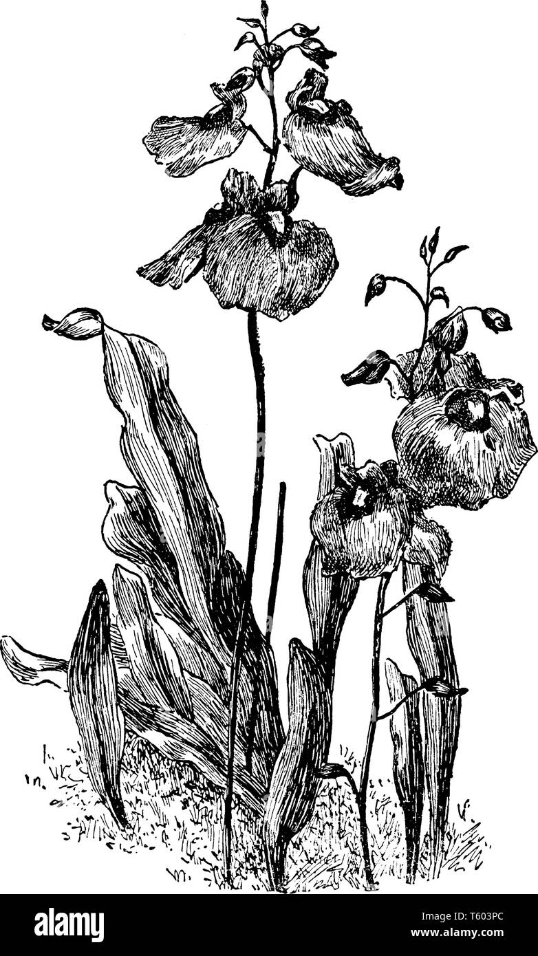 This is a picture of Utricularia Longifolia. It is a large flowered species growing on rocks. Its flowers are purple colored, vintage line drawing or  Stock Vector