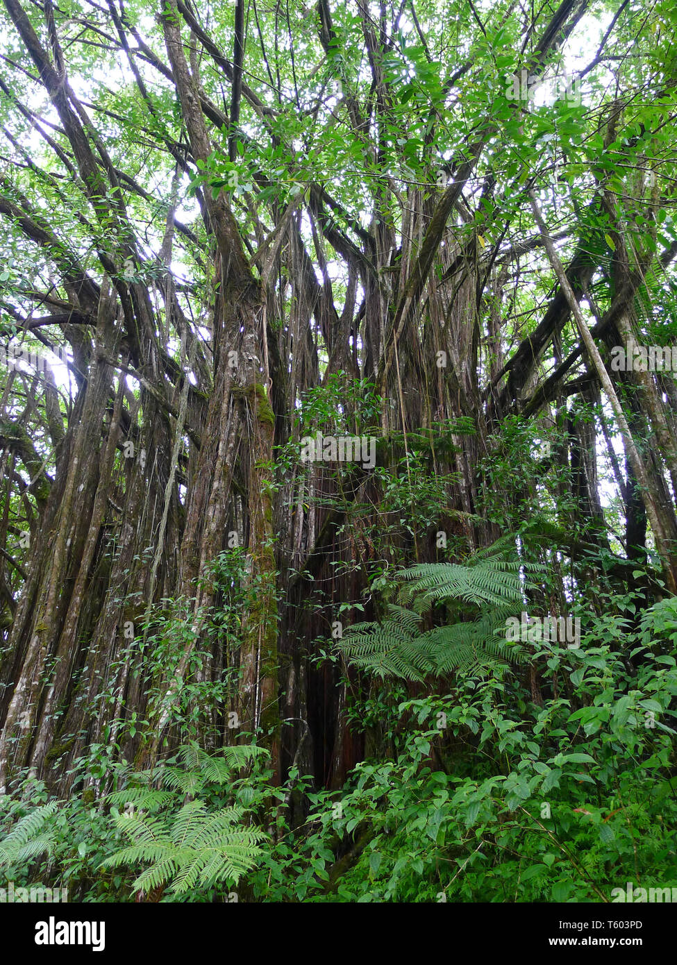 Close view on a banyan tree next to Hilo on Big Island, Hawaii Stock Photo