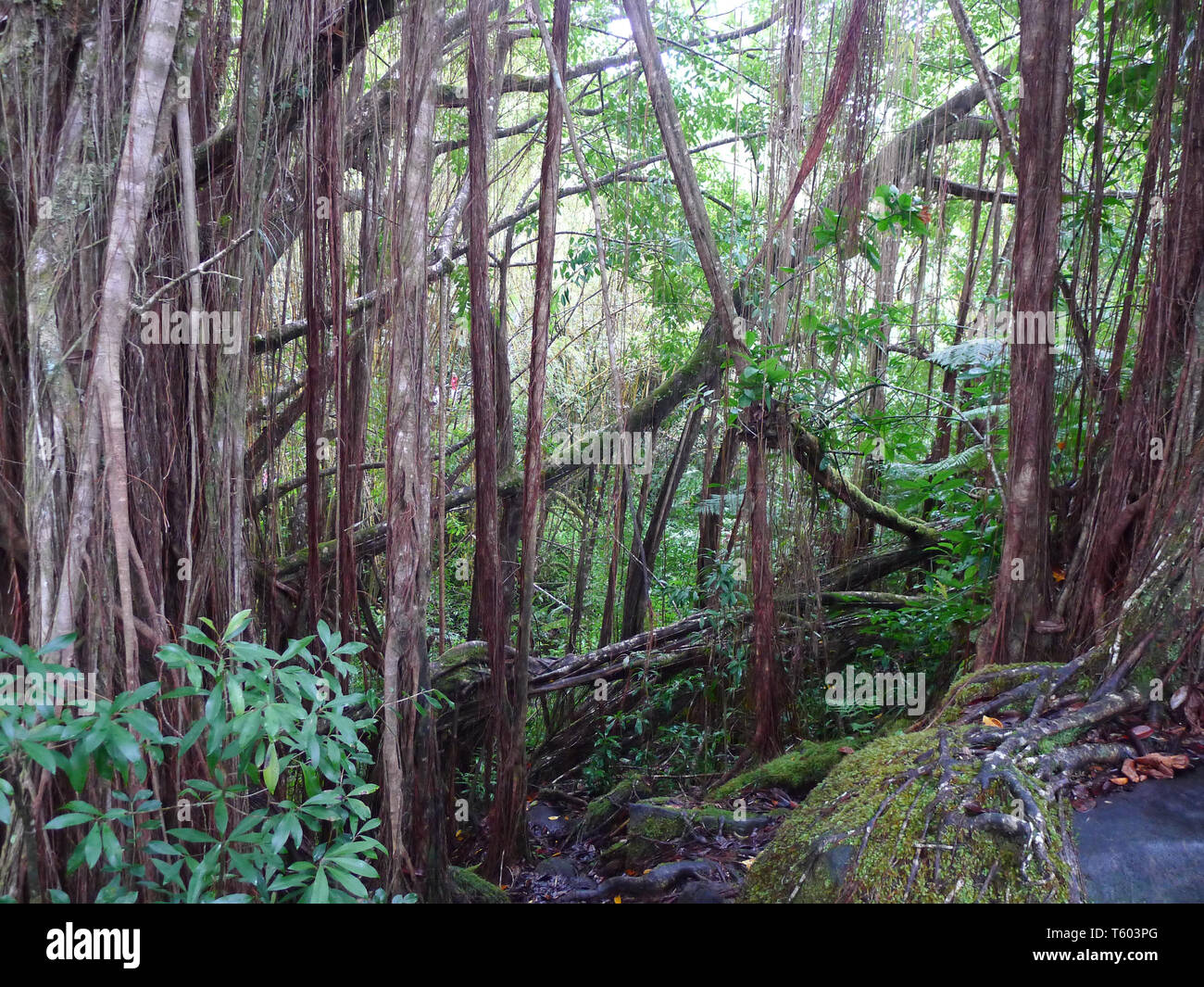 Roots of the banyan tree next to Hilo on Big Island, Hawaii Stock Photo