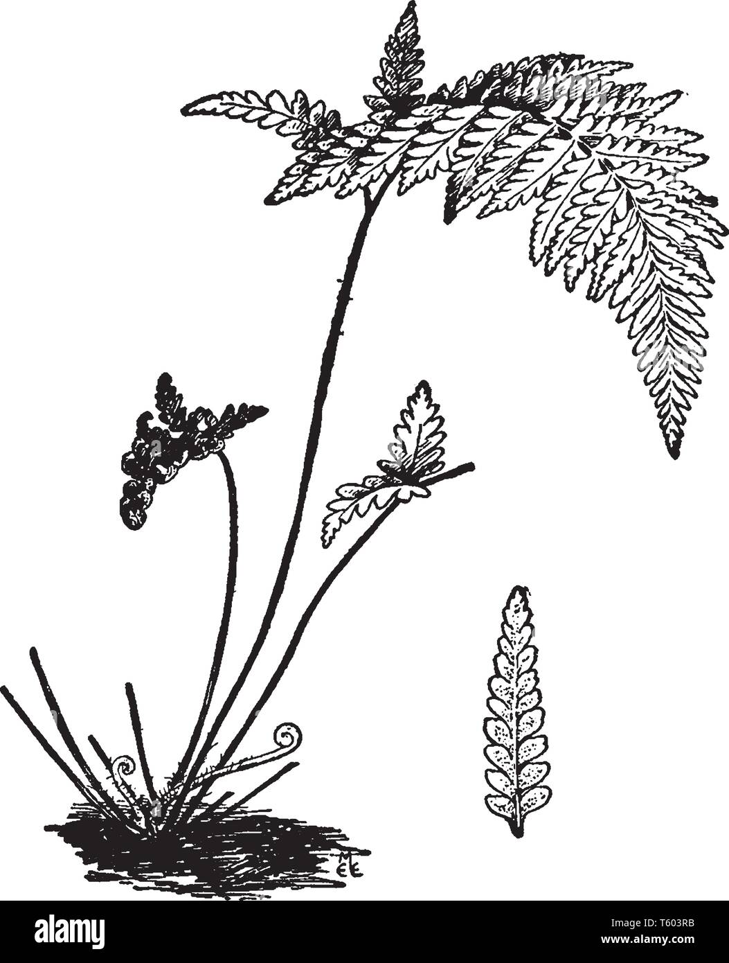 A picture showing Ceropteris Calomelanos. In it the stalks and rachis are almost black. Stem is thin and leaves are one to three feet long, vintage li Stock Vector