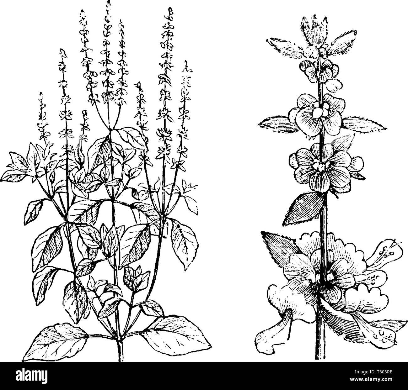 Picture shows the Sweet Basil Plant. It is one of the medical plant and it is available