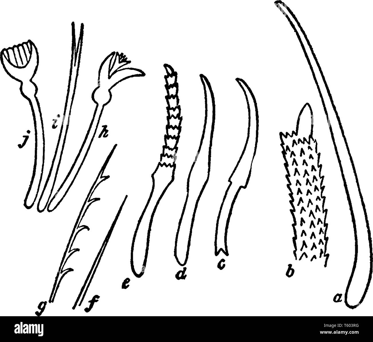 Setae of Earthworm is a biological term derived from the Latin word for  bristle, vintage line drawing or engraving illustration Stock Vector Image  & Art - Alamy