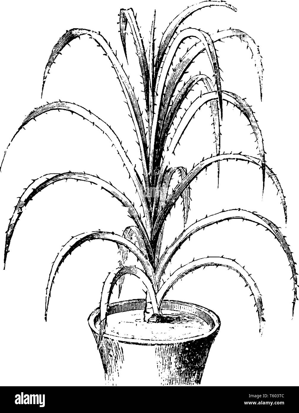 A picture showing a Pandanus Odoratissimus. This is from Pandanaceae family. Leaves are glaucous, 40-70 cm. long and thorny, vintage line drawing or e Stock Vector