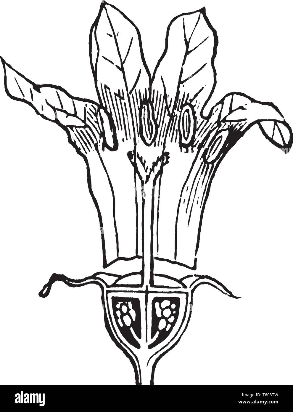 Shady areas Stock Vector Images Alamy