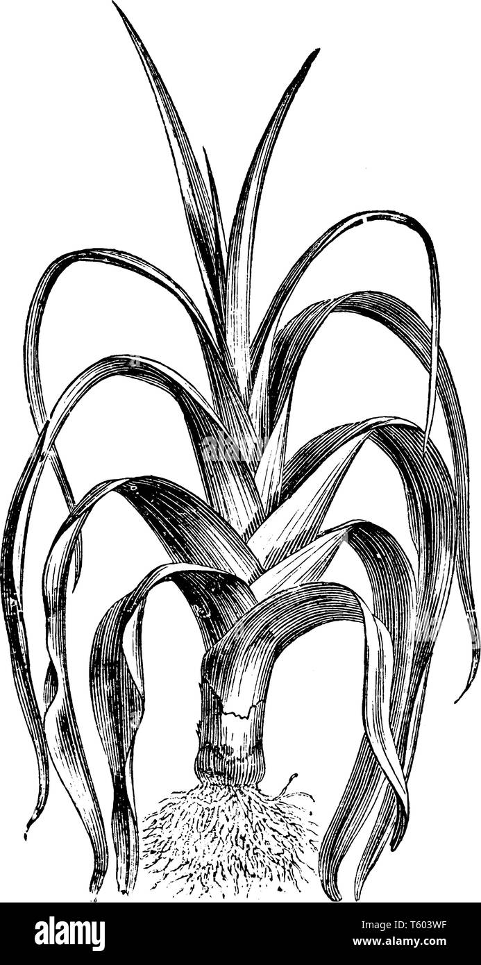 This image is a leek. The stem is thick, short. The roots are dense and short. Leaves are growing upper side; it is long and sharp, pointed. They use Stock Vector