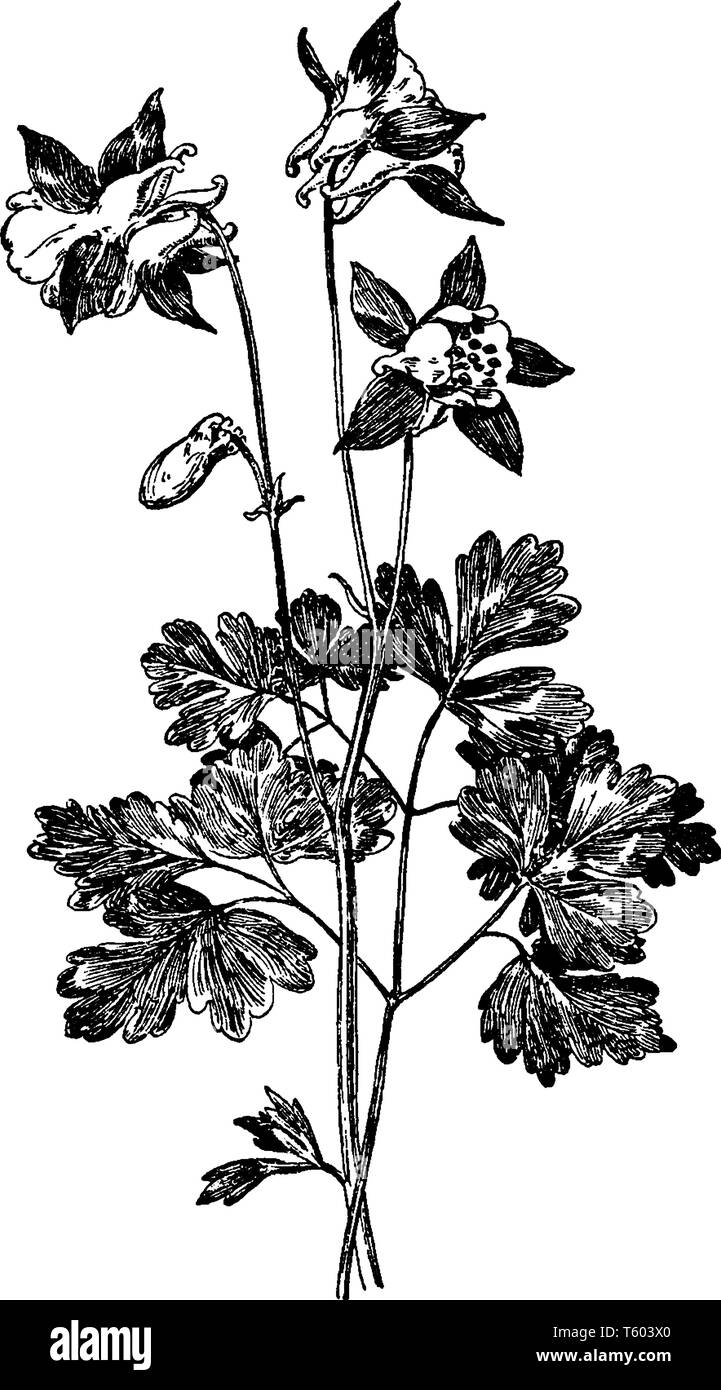 A picture shows Aquilegia Glandulosa Flower plant. It is commonly known as Siberian columbine, is a compact perennial, blue-green basal leaves and nod Stock Vector