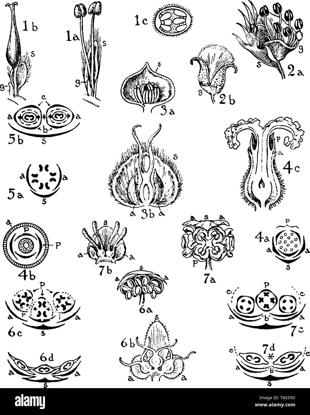 The plant flowers are arranged in orders: Salicaceae, Myricaceae, Juglandaceae, and Betulaceae, vintage line drawing or engraving illustration. Stock Vector