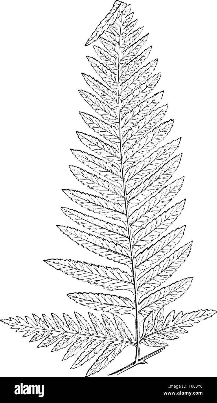 A picture of Pteris Tremula and It's known as Australian brake. This is a fast-growing fern with finely-cut fronds, vintage line drawing or engraving  Stock Vector