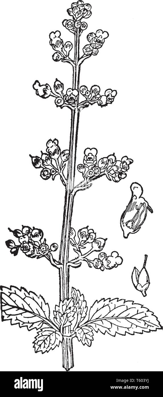 A picture is showing Figwort, it also known as Scrophularia marilandica. It belongs to the figwort family, Scrophulariaceae. The illustration shows 1) Stock Vector
