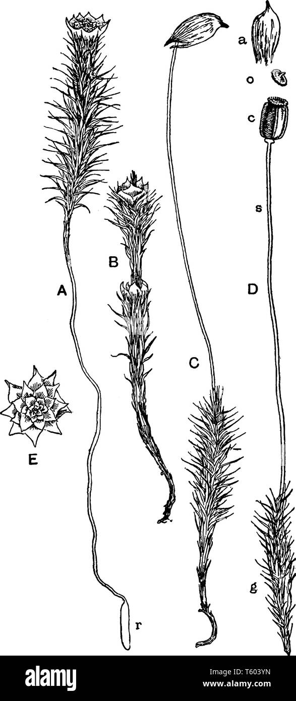 An image of hair-cap moss. A is male plant; B is same, proliferating; C is female plant; bearing Sporogonium; D- g, Gametophyte; s, Seta; c, Capsule;  Stock Vector