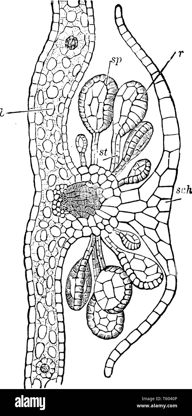 The Section of a Nephrolepis shows the different part of this plant. Part b shows mesophyll, sch shows indusium, sp shows sporangium, st shows its sta Stock Vector