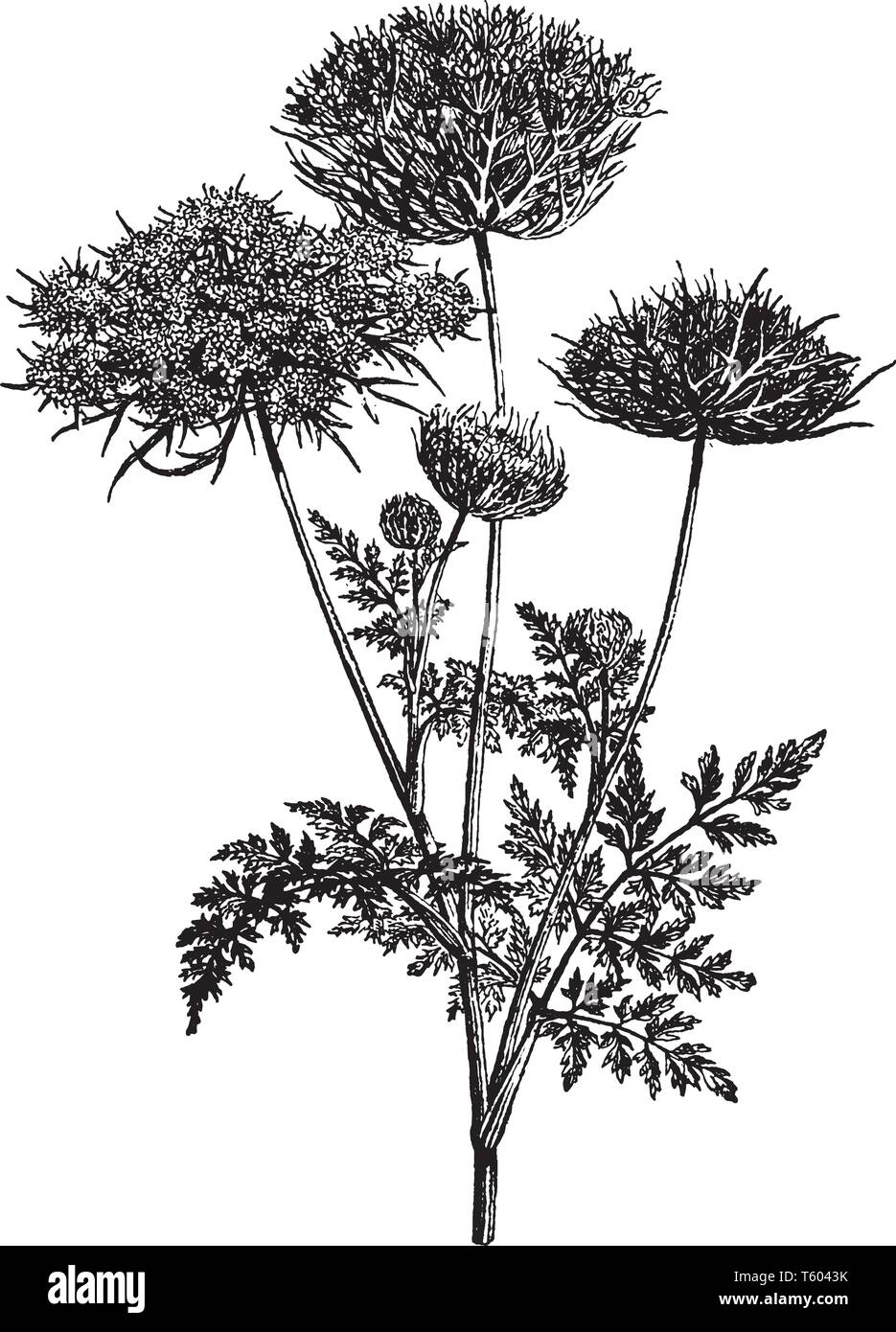 Head second Stock Vector Images Alamy