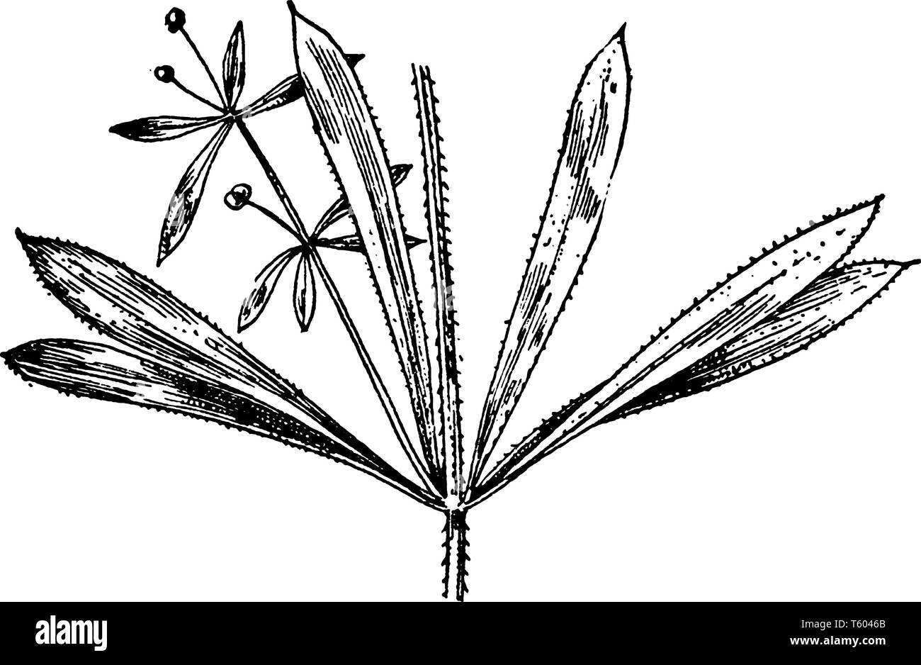 Picture shows the Cleavers plant. It can grow over other plants. Stems