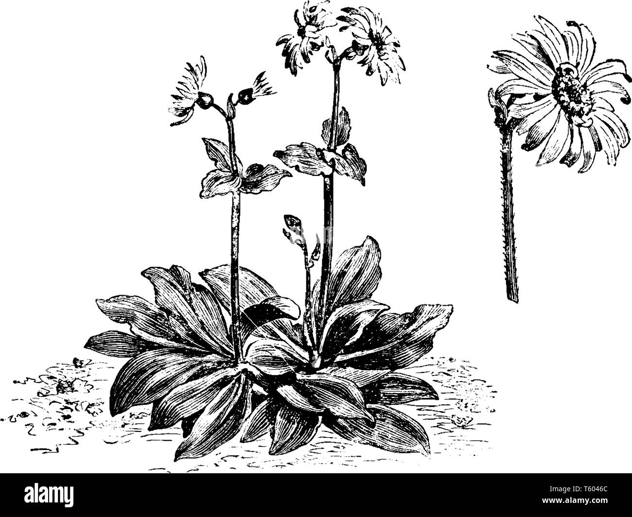 A picture shows Habit & Flower-Head of Arnica Montana flowering Plant