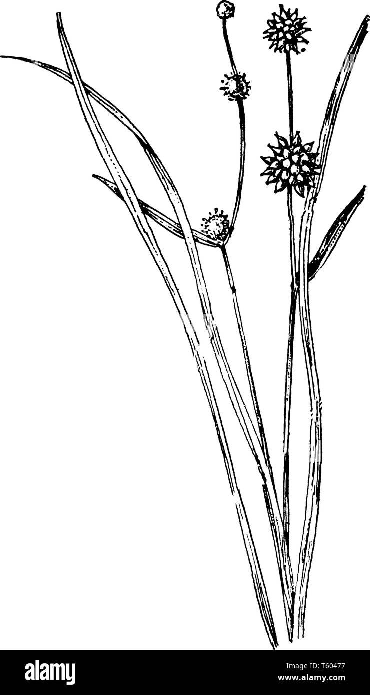 A picture is showing Small Bur-Reed, commonly known as Sparganium natans. It belongs to Typhaceae family. It fruits are small green or brown and leave Stock Vector
