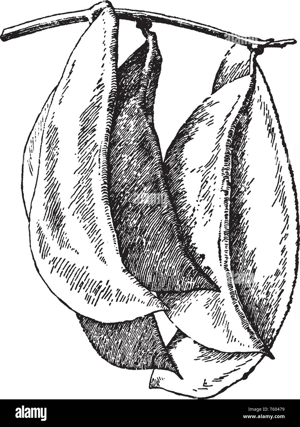 Lima bean Stock Vector Images Alamy