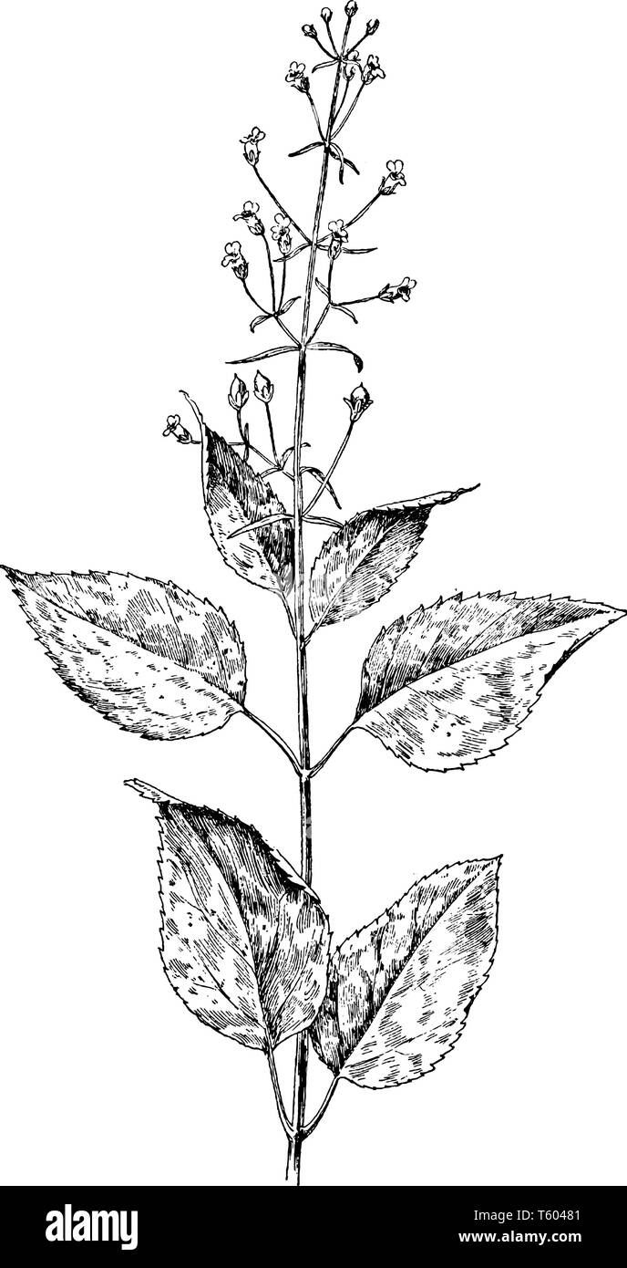 A picture is showing Figwort, it also known as Scrophularia Marilandica. It belongs to the Figwort family, Scrophulariaceae. This is a flowering plant Stock Vector